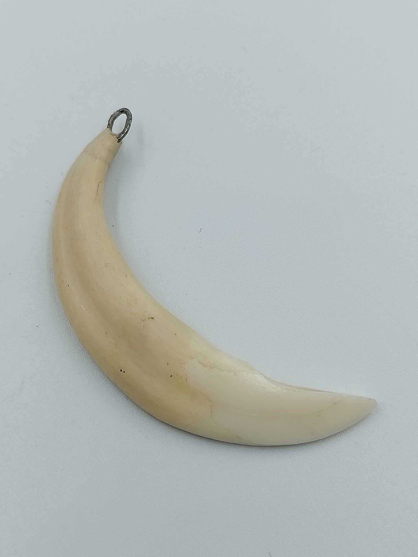 Naturbelassener Wildschweinzahn-Anhänger