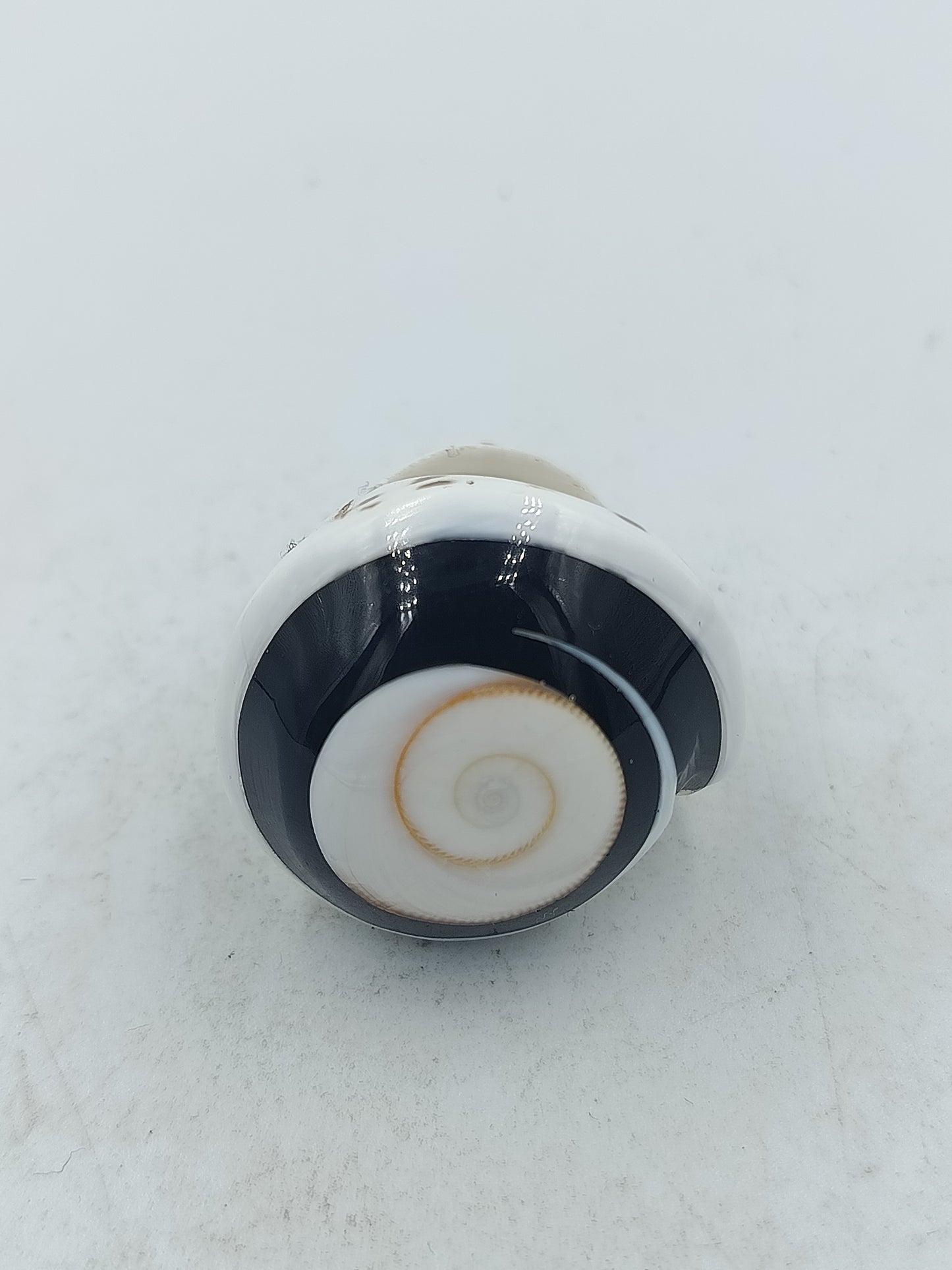 Großer Ring mit natürlicher Schneckenoptik in Schwarz Weiß mit einzigartigem Muster