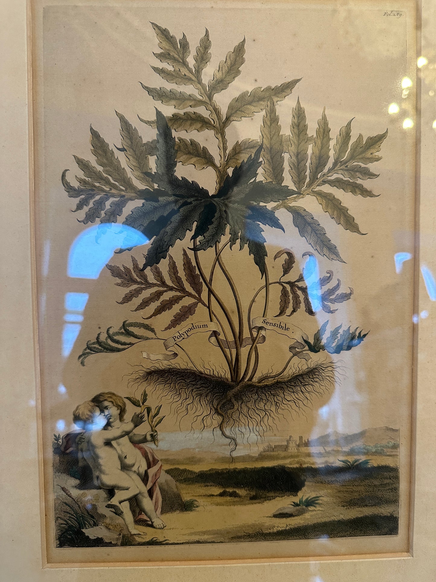 Abraham Munting (1626-1683) Grafik hinter Glas Helecho Botanico 50x37cm